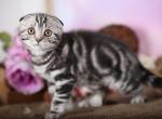 Hit - Scottish Fold Cat For Sale - Norwalk&comma; CT&comma; US