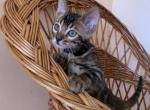 Ken - Bengal Cat For Sale - Norwalk&comma; CT&comma; US