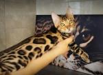 Lucas - Bengal Cat For Sale - Norwalk&comma; CT&comma; US