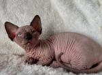 Barbariska - Bambino Cat For Sale - Norwalk&comma; CT&comma; US