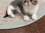 Piper - Exotic Cat For Sale - Talco&comma; TX&comma; US