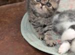 Penny - Exotic Cat For Sale - Talco&comma; TX&comma; US