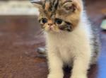 Posie - Exotic Cat For Sale - Talco&comma; TX&comma; US