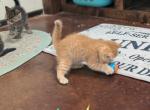 Petey - Exotic Cat For Sale - Talco&comma; TX&comma; US