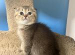 Luna - Scottish Fold Cat For Sale - Renton&comma; WA&comma; US