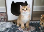 Bug - Scottish Straight Cat For Sale - Levittown&comma; PA&comma; US
