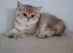 Baby - Scottish Straight Cat For Sale - Levittown&comma; PA&comma; US