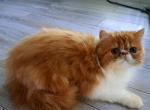 CFA Red bicolor male persian kitten - Persian Cat For Sale - Woodburn&comma; IN&comma; US