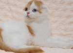 Giorgio - Scottish Fold Cat For Sale - Pembroke Pines&comma; FL&comma; US