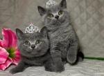 Girl Scouts - British Shorthair Cat For Sale - Fort Wayne&comma; IN&comma; US