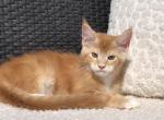 Kriss - Maine Coon Cat For Sale - Hollywood&comma; FL&comma; US