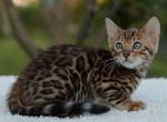 Carl - Bengal Cat For Sale - Norwalk&comma; CT&comma; US