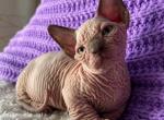 Brusnichka - Bambino Cat For Sale - Norwalk&comma; CT&comma; US