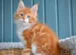 Jazz - Maine Coon Cat For Sale - Miami&comma; FL&comma; US