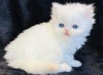 Pearl - Persian Cat For Sale - Callahan&comma; FL&comma; US