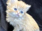 Meeko - Persian Cat For Sale - Callahan&comma; FL&comma; US