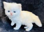 Simba - Persian Cat For Sale - Callahan&comma; FL&comma; US