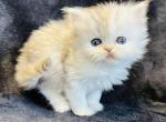 Graycie - Persian Cat For Sale - Callahan&comma; FL&comma; US