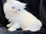 Leopold - Persian Cat For Sale - Callahan&comma; FL&comma; US