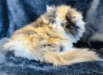Chloe - Persian Cat For Sale - Callahan&comma; FL&comma; US