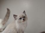 Mitted Ragdoll Male - Ragdoll Cat For Sale - Westborough&comma; MA&comma; US