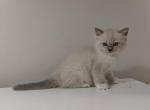 Mitted Girl Kitten - Ragdoll Cat For Sale - Westborough&comma; MA&comma; US