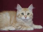 MANDARIN IZ TVERSKOGO KNYAZHESTVA - Siberian Cat For Sale - NY&comma; US