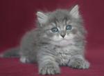 QADIM IZ TVERSKOGO KNYAZHESTVA - Siberian Cat For Sale - NY&comma; US