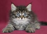 QADIR IZ TVERSKOGO KNYAZHESTVA - Siberian Cat For Sale - NY&comma; US