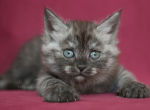 QUASAR IZ TVERSKOGO KNYAZHESTVA - Siberian Cat For Sale - NY&comma; US