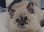 McKedzie - Ragamuffin Cat For Sale - Poplar Grove&comma; IL&comma; US