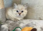Dillion - Ragdoll Cat For Sale - Freeburg&comma; PA&comma; US
