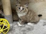 Dakota - Ragdoll Cat For Sale - Freeburg&comma; PA&comma; US