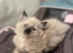 Summer blossoms - Ragdoll Cat For Sale - Parker&comma; CO&comma; US
