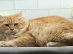 Thunder of RomanovCats - Siberian Cat For Sale - Ashburn&comma; VA&comma; US