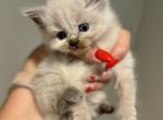 Felicity - Ragdoll Kitten For Sale - Portland&comma; ME&comma; US