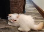 Violet's male kitten - Persian Cat For Sale - Greenville&comma; OH&comma; US