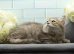 Yennefer of RomanovCats - Siberian Cat For Sale - Ashburn&comma; VA&comma; US