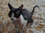 Bono - Devon Rex Cat For Sale - Stanford&comma; MT&comma; US