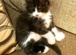WOLVERINE Male Ultra Poly black smoke and white - Maine Coon Cat For Sale - Union City&comma; MI&comma; US