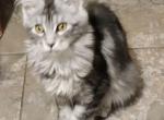 Royal silver tabby male maine coon kitten - Maine Coon Cat For Sale - Union City&comma; MI&comma; US