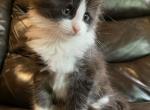 Smoke On The Water - Maine Coon Cat For Sale - Union City&comma; MI&comma; US