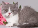 Darina - Munchkin Cat For Sale - Pembroke Pines&comma; FL&comma; US