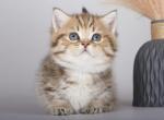 NusaLa - Munchkin Cat For Sale - Pembroke Pines&comma; FL&comma; US