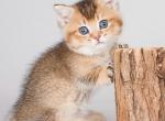 Nikoj - Munchkin Cat For Sale - Pembroke Pines&comma; FL&comma; US