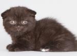 Dgudekk&lowbar; - Munchkin Cat For Sale - Pembroke Pines&comma; FL&comma; US