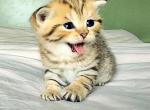 Leo - Scottish Straight Cat For Sale - Lincoln&comma; NE&comma; US