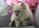 Calloway of RomanovCats - Siberian Cat For Sale - Ashburn&comma; VA&comma; US