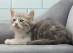Atlas of Romanov Dynasty - Siberian Cat For Sale - Ashburn&comma; VA&comma; US