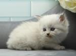 Firefly of Romanov Dynasty - Siberian Cat For Sale - Ashburn&comma; VA&comma; US